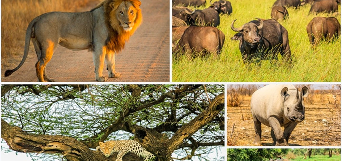 Top Big Five Safari Destinations In Africa • Techpro Safari