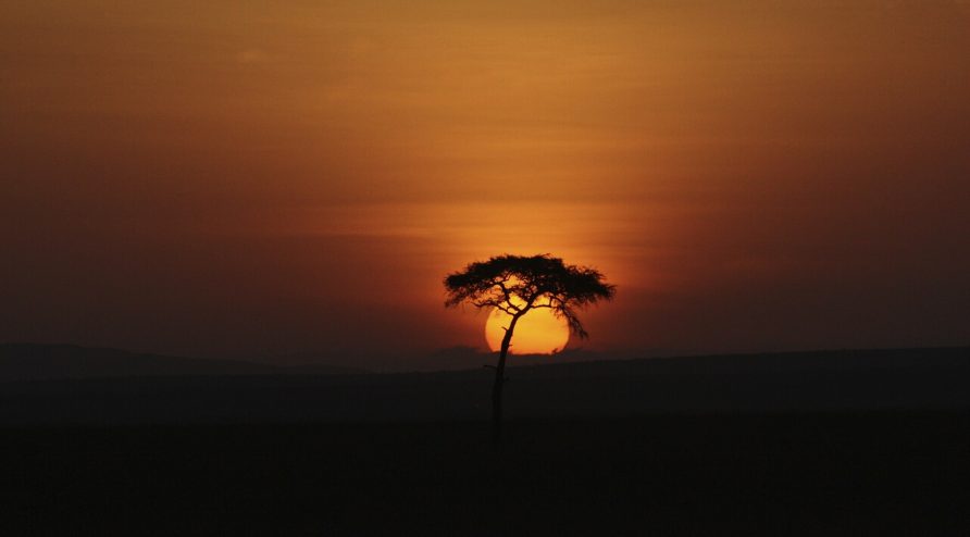 Safari Africa